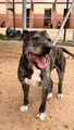 BUDDY Image 1
